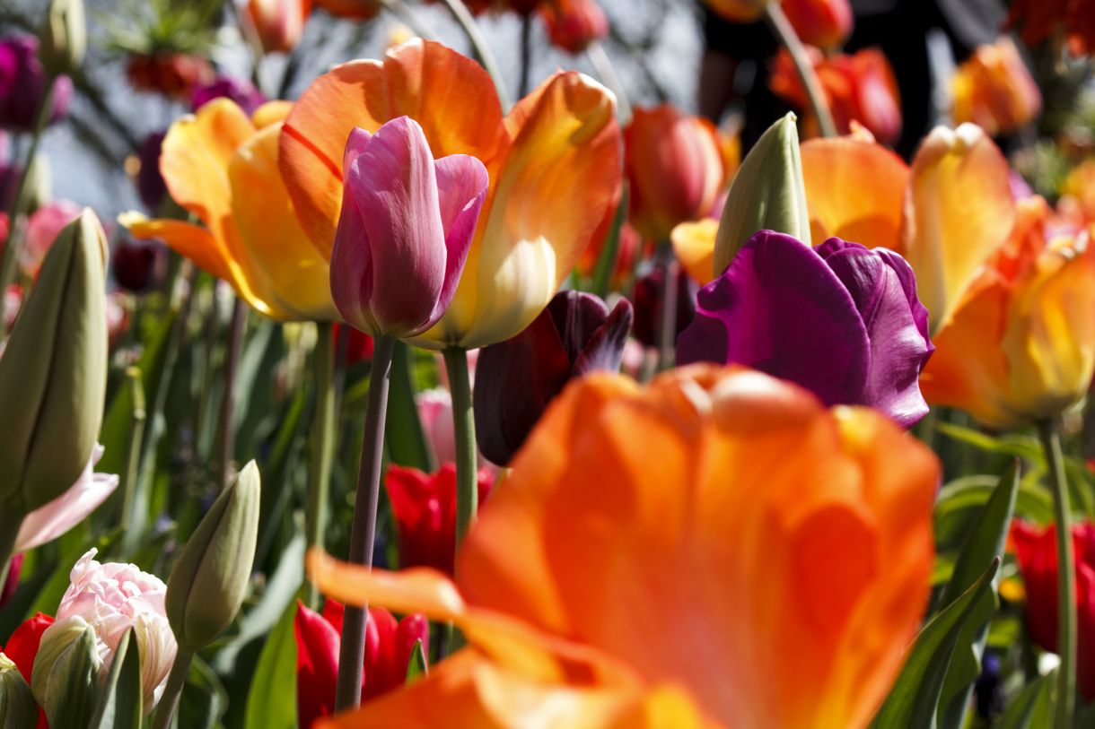 Flowers and colors for a bucolic wedding